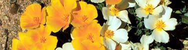 Mexican Gold Poppies